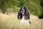 lying English Springer Spaniel