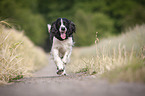 running English Springer Spaniel