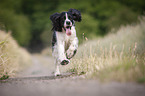 running English Springer Spaniel