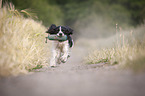 playing English Springer Spaniel