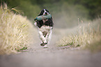 playing English Springer Spaniel