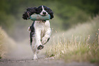 playing English Springer Spaniel