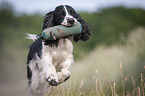 playing English Springer Spaniel