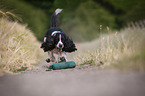 playing English Springer Spaniel