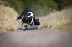 playing English Springer Spaniel