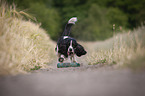 playing English Springer Spaniel