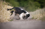 playing English Springer Spaniel