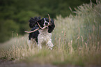 running English Springer Spaniel