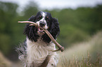 playing English Springer Spaniel