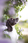 English springer spaniel in lilac