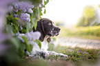 English springer spaniel in lilac