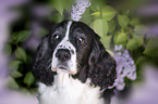 English springer spaniel in lilac