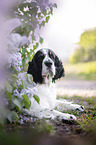 English springer spaniel in lilac