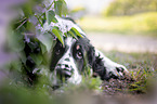 English springer spaniel in lilac