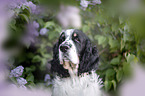 English springer spaniel in lilac