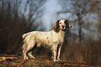 standing English Springer Spaniel