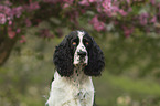 English Springer Spaniel portrait