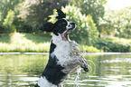 jumping English Springer Spaniel