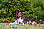 English Springer Spaniel in summer