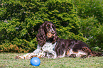 English Springer Spaniel in summer