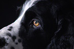 English Springer Spaniel eye