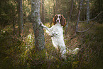 English Springer Spaniel