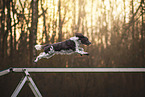 English Springer Spaniel