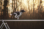 English Springer Spaniel