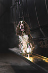 English Springer Spaniel