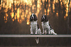English Springer Spaniel