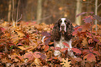 English Springer Spaniel