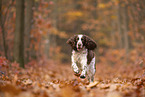 English Springer Spaniel