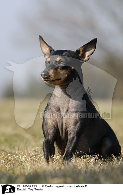 English Toy Terrier / AP-02123