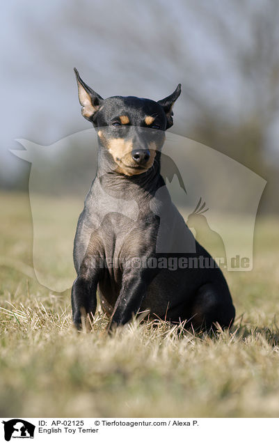 English Toy Terrier / English Toy Terrier / AP-02125