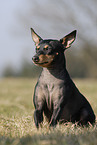 English Toy Terrier