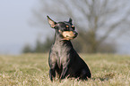 English Toy Terrier