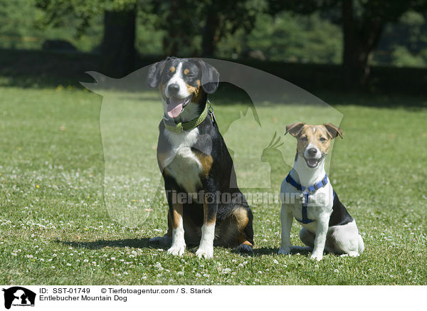 Entlebucher Sennenhund / Entlebucher Mountain Dog / SST-01749