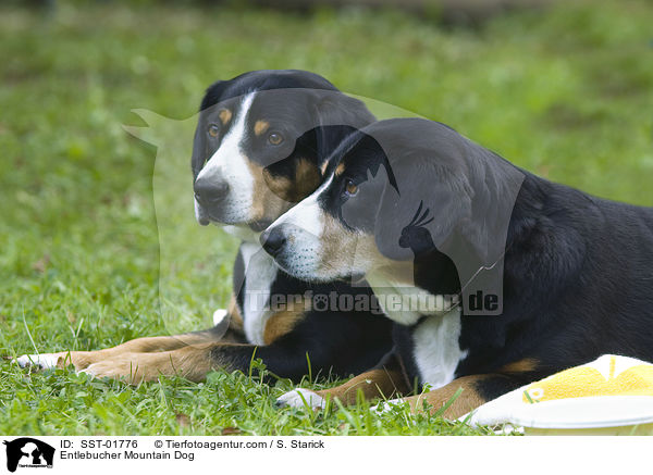 Entlebucher Sennenhund / Entlebucher Mountain Dog / SST-01776