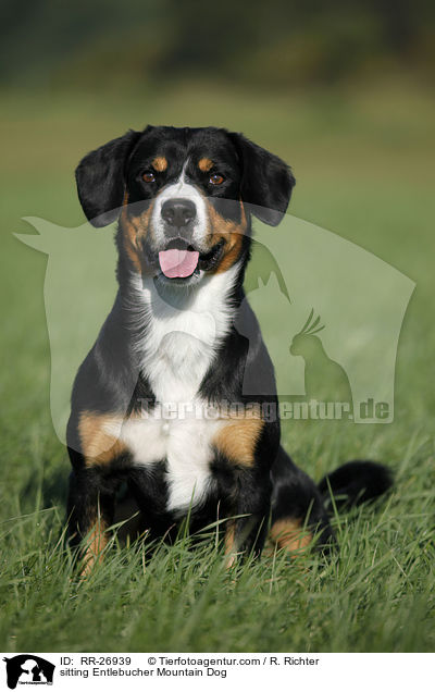sitting Entlebucher Mountain Dog / RR-26939