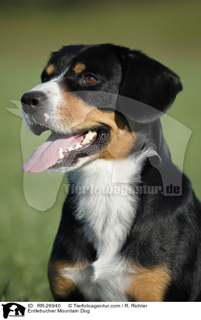 Entlebucher Sennenhund Portrait / Entlebucher Mountain Dog / RR-26940