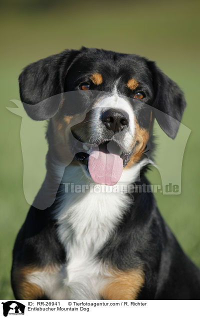 Entlebucher Sennenhund Portrait / Entlebucher Mountain Dog / RR-26941