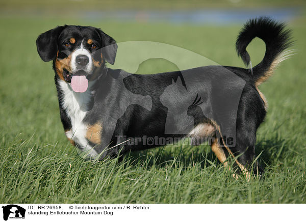 stehender Entlebucher Sennenhund / standing Entlebucher Mountain Dog / RR-26958