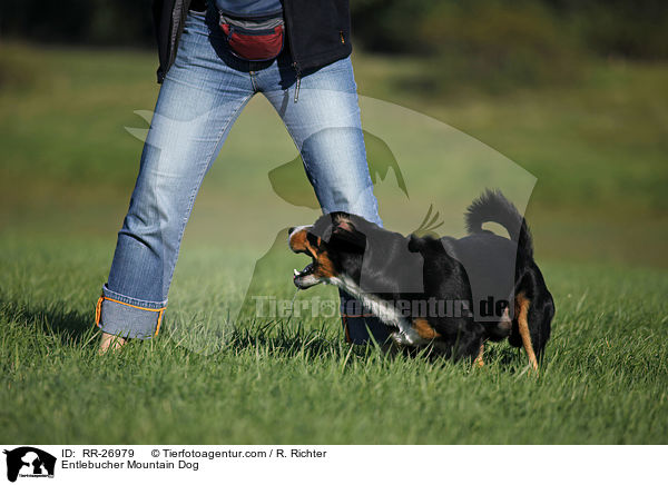 Entlebucher Sennenhund / Entlebucher Mountain Dog / RR-26979