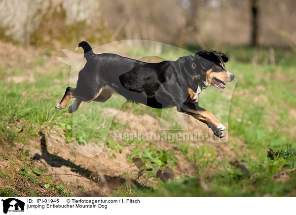 springender Entlebucher Sennenhund / jumping Entlebucher Mountain Dog / IPI-01945