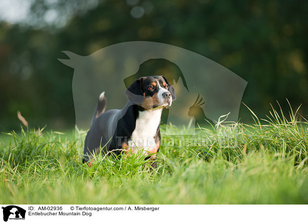 Entlebucher Sennenhund / Entlebucher Mountain Dog / AM-02936
