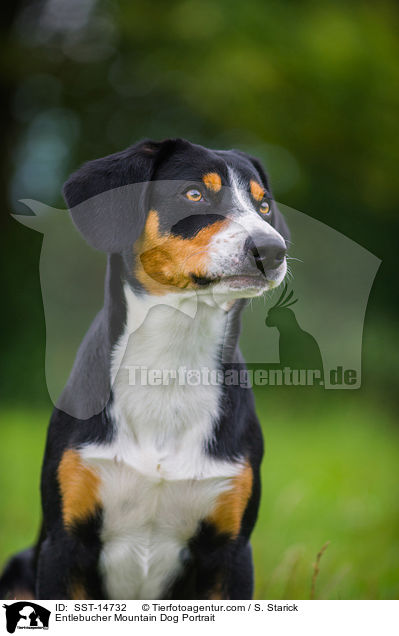 Entlebucher Sennenhund Portrait / Entlebucher Mountain Dog Portrait / SST-14732