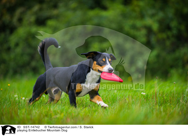 spielender Entlebucher Sennenhund / playing Entlebucher Mountain Dog / SST-14742