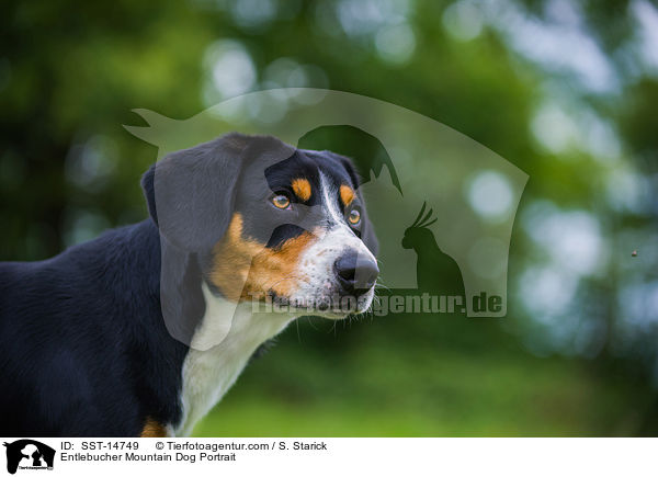 Entlebucher Sennenhund Portrait / Entlebucher Mountain Dog Portrait / SST-14749