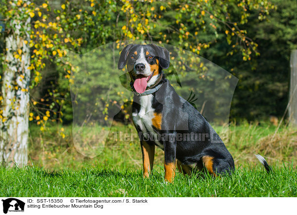 sitzender Entlebucher Sennenhund / sitting Entlebucher Mountain Dog / SST-15350