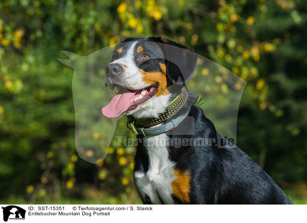 Entlebucher Sennenhund Portrait / Entlebucher Mountain Dog Portrait / SST-15351